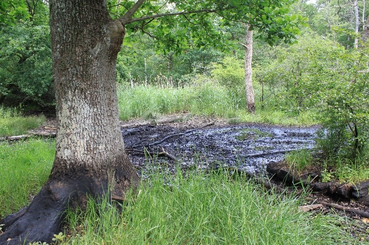 Le pétrole en forêt, à la découverte d'une exploitation historique