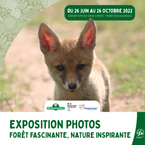 Exposition photos -  Haguenau Forêt d’Exception