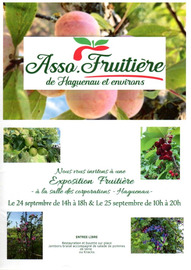 Exposition fruitière