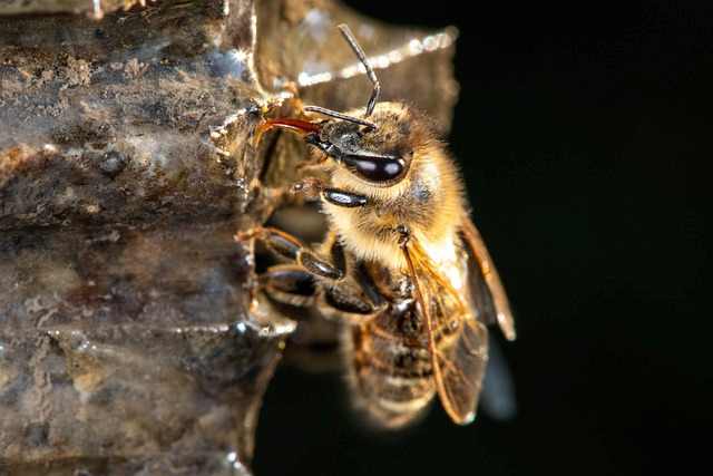 Le rucher et son environnement