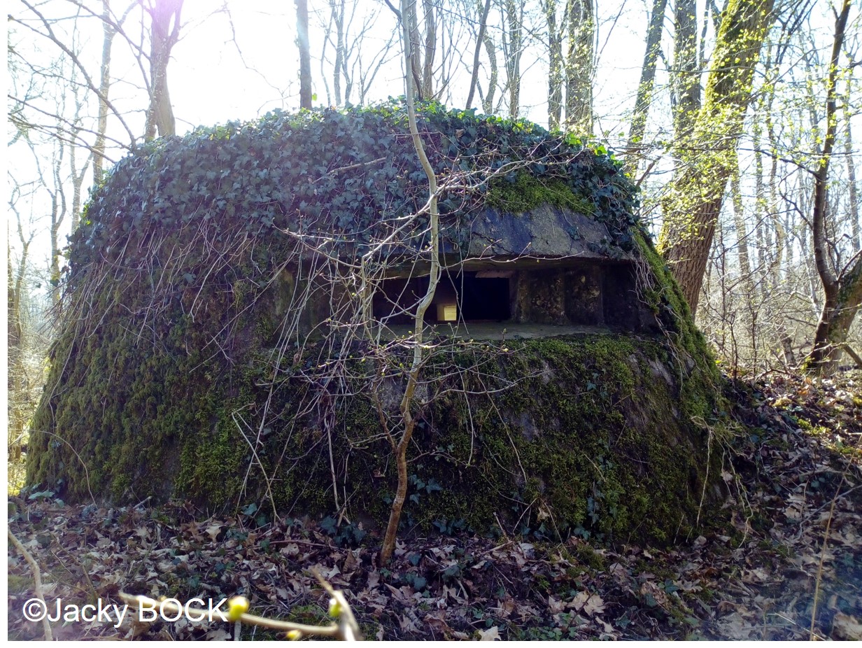 Les vestiges militaires de la forêt de Haguenau