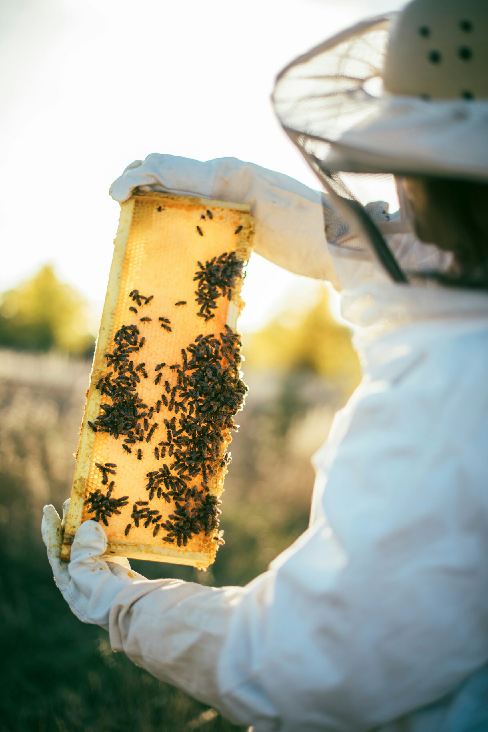 Nouveauté : Le fonctionnement de la ruche